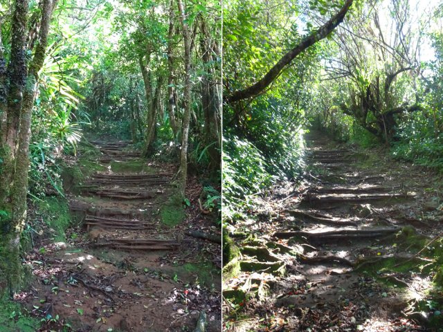 Des centaines de mètres de marches en fascines de goyaviers évitent les glissades