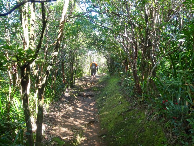 Le très beau sentier rejoignant la piste forestière des Onze Cents