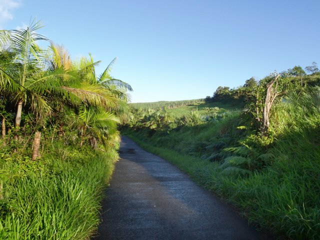 Prairies et palmeraie pour changer de la canne à sucre