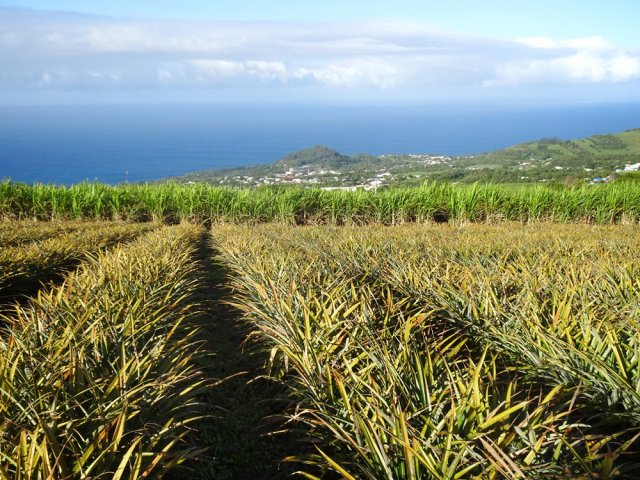 Grande plantation d'ananas au-dessus du Piton de Vincendo