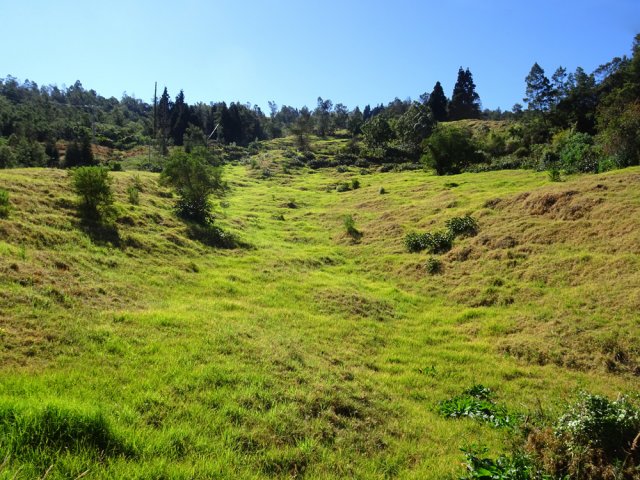 L'herbe reverdit en attendant d'y mettre les troupeaux