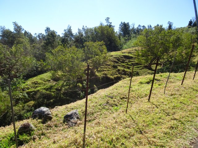 Les premiers Tamarins des Hauts font leur apparition dans les prairies