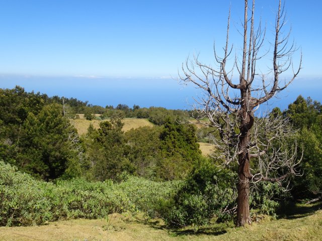 Cryptomerias, bringeliers et acacias noirs envahissent les prairies