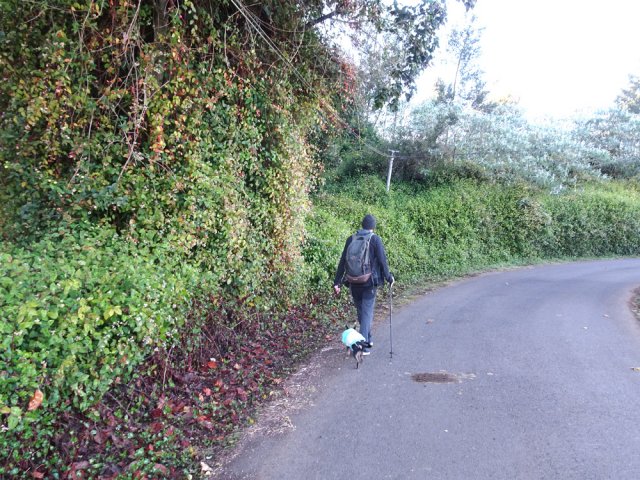 Pas de longoses dans la région mais des hectares de renouées du chinois