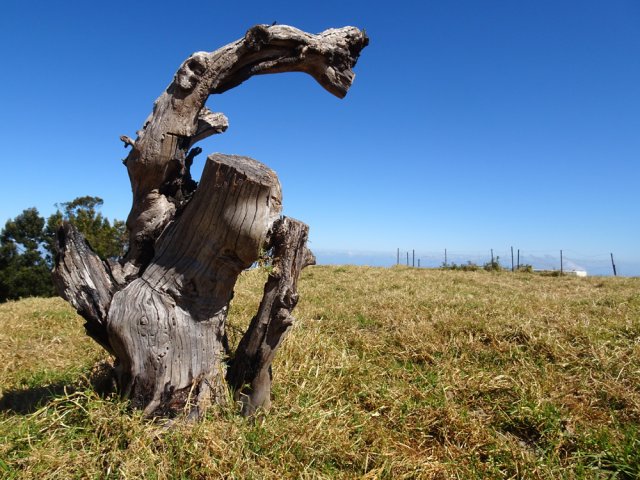 Une souche crée une nature morte originale dans le paysage
