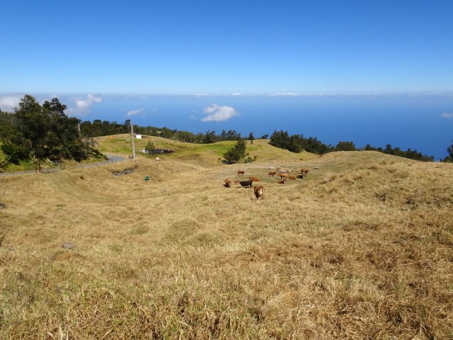 Encore des troupeaux dans de vastes pâturages