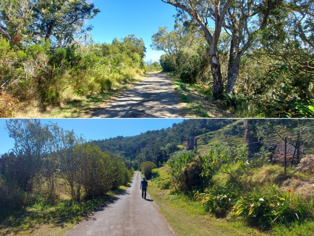 Balade agréable entre haies de troènes et Tamarins des Hauts