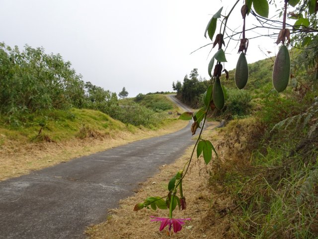 De longues lianes de barbadines ont envahi les arbres en bordure de route