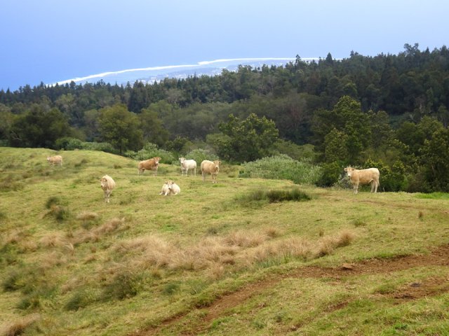 Les bovins regardent avec curiosité les randonneurs passer près de leur clôture