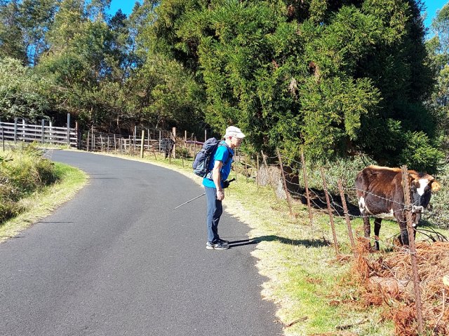 Certaines vaches curieuses s'approchent des clôtures