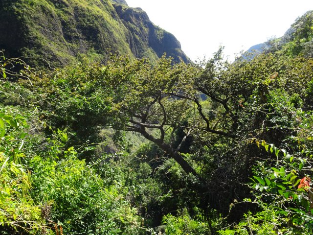 Un vieux benjoin dans le fond de la petite ravine Benjoin