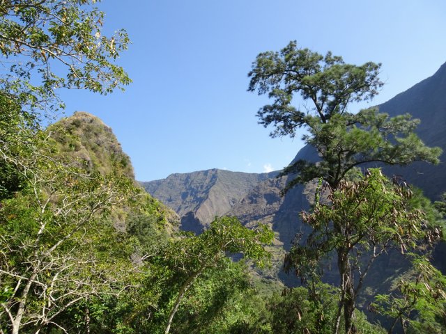 Panoramas vers le Maïdo entre les grands filaos