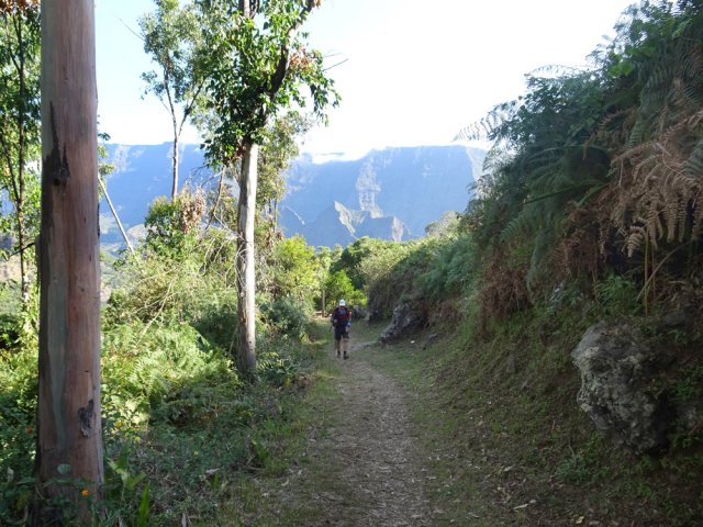 Arrivée sur le bord du plateau d'Aurère dans les eucalyptus