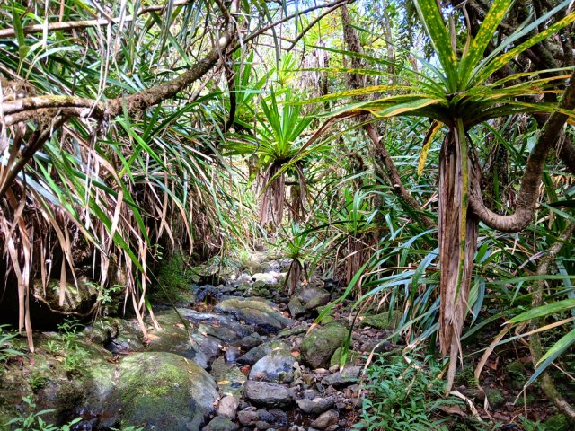 Beaucoup de pandanus et de pailles sabres