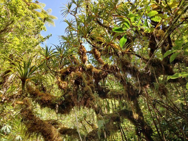 L'humidité favorise la poussée des mousses