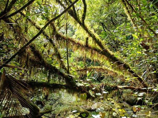 Très peu d'obstacles en travers du ruisseau