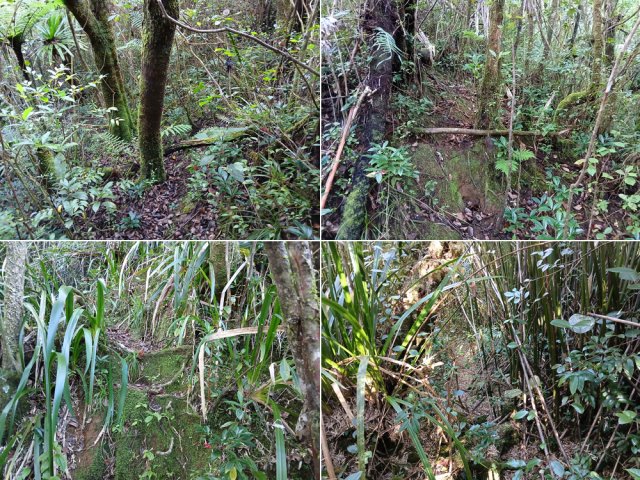 Forte montée jusqu'à la Ligne des Bambous