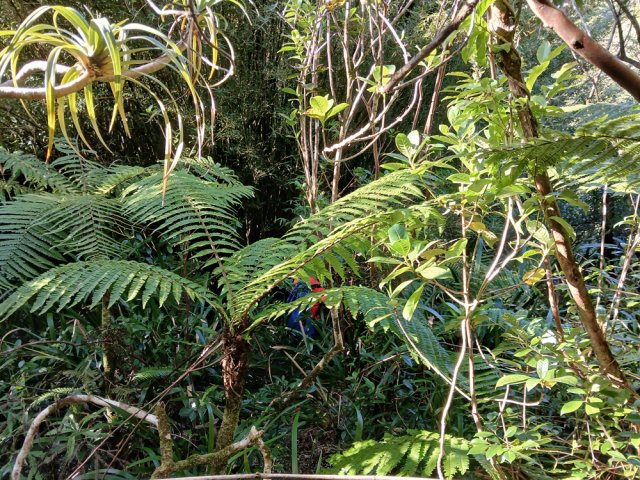 30 mètres de hors sentier pour atteindre un petit affluent du Bras Pauline