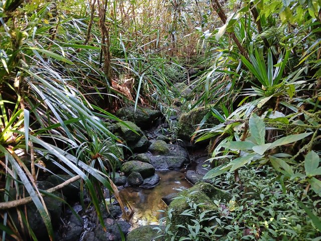 Arrivée au Bras Pauline, presque à sec également