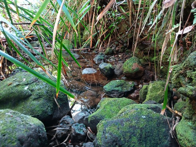 Attention aux mousses glissantes