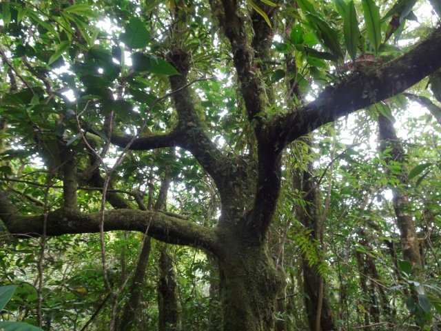 Partout de magnifiques bois de perroquet