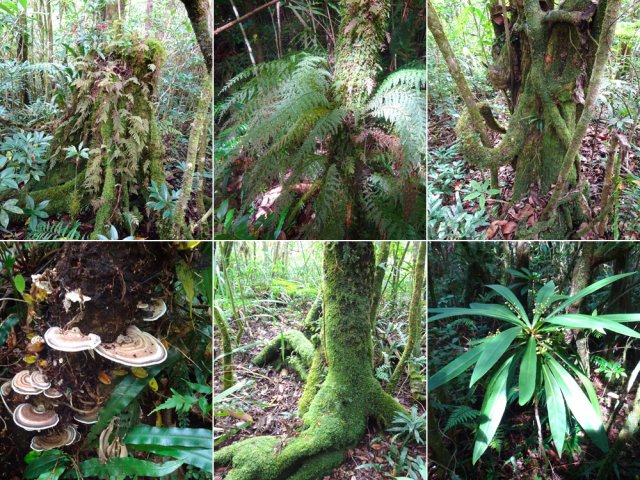 Une découverte végétale tous les 50 mètres