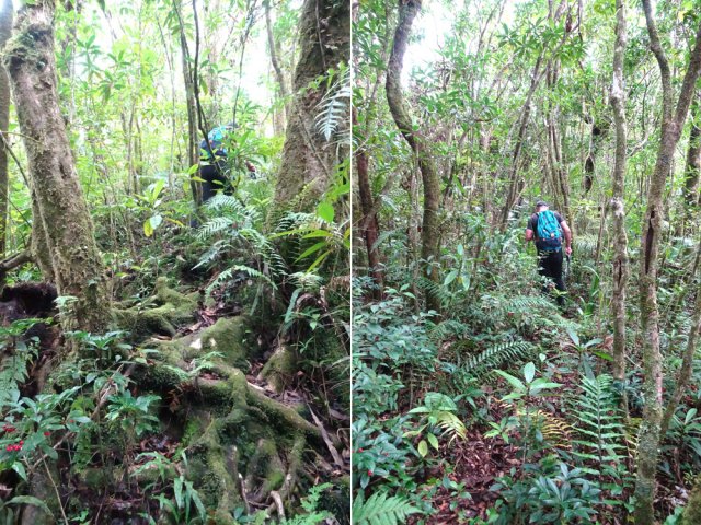 Quelques racines mais surtout un sentier couvert de feuilles