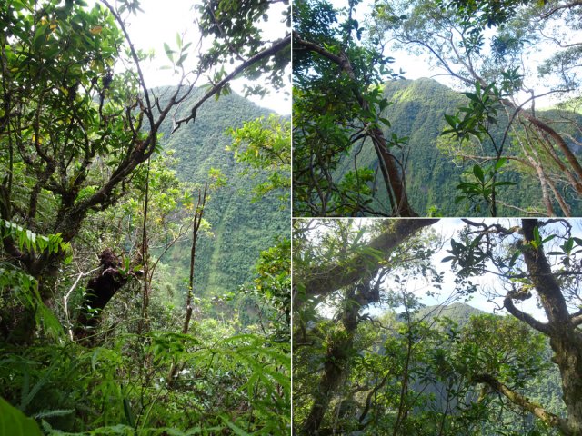 On aperçoit les remparts de Grand Fond à travers les futaies