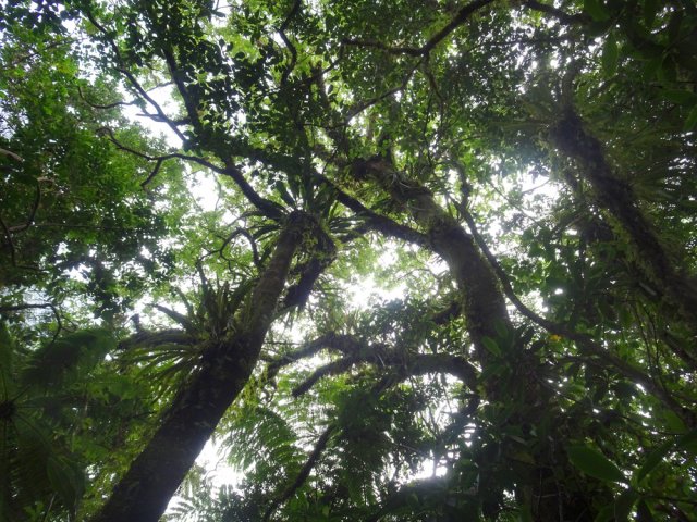 Des dizaines d'espèces d'arbres créent une ombre agréable