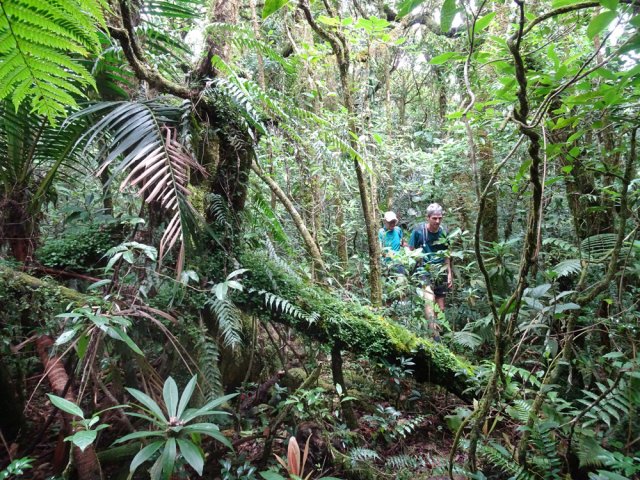 Quelques palmistes poussent à l'ombre des grands arbres