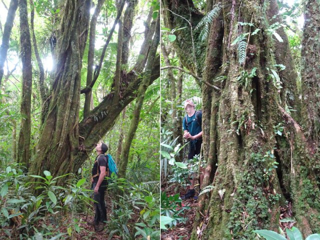 Un impressionnant figuier centenaire borde le sentier