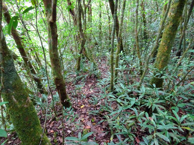 Sentier encore visible jusqu'au prochain figuier