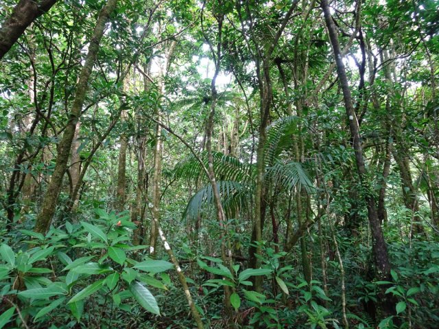Une idée de la forêt avec fanjans et palmistes