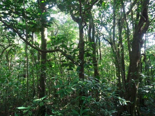 Encore beaucoup de bois de perroquet dans la partie sud-est