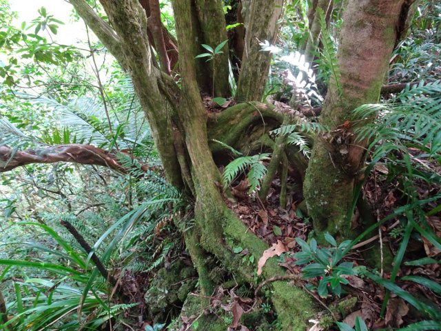 Belle sortie pour les amateurs d'arbres magnifiques et de racines tortueuses