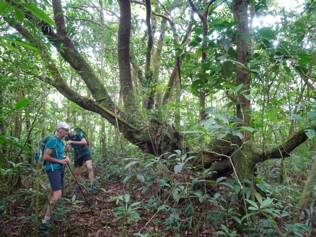 Certains arbres sont remarquables