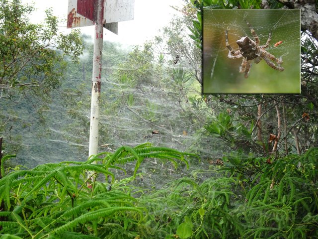 Une très impressionnante colonie d'araignées architectes