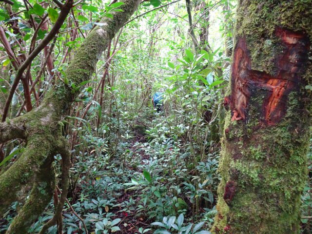 Le sentier est bien marqué dans les bois Noël