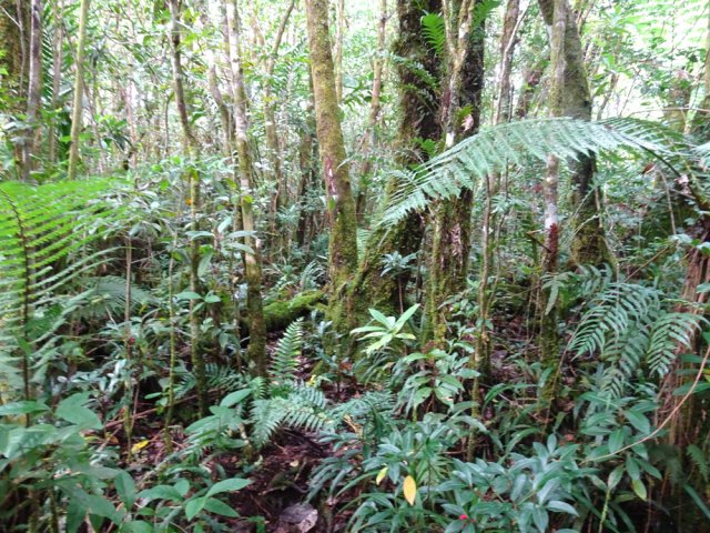 Une idée de la végétation de l'étroit plateau