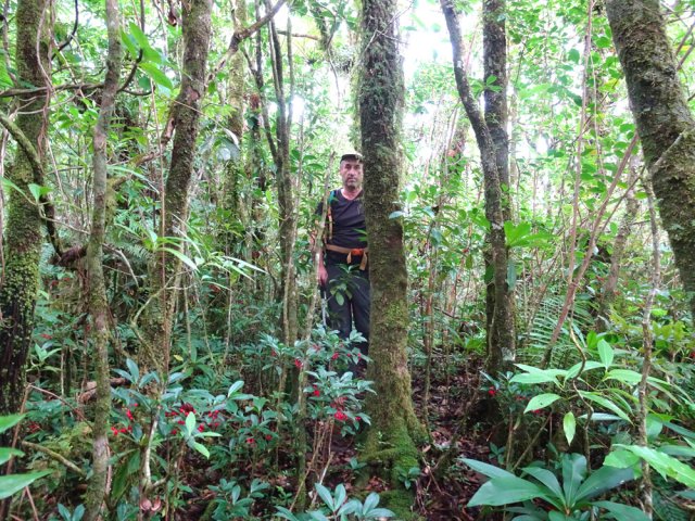 Marche facile entre les arbres