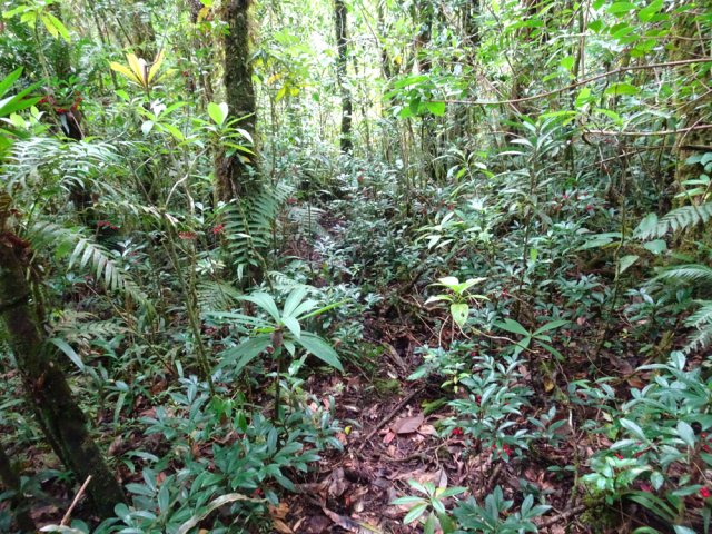 Les bois Noël envahissent lentement le passage