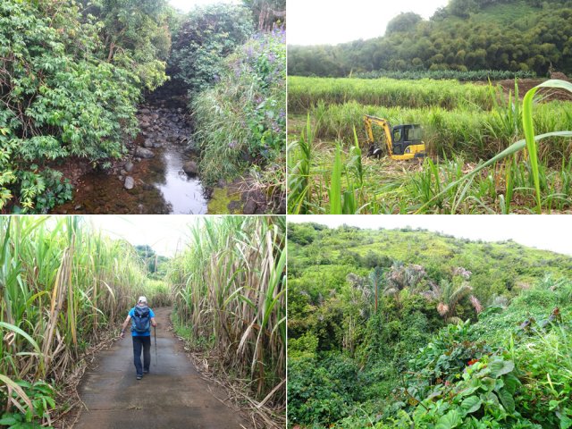 Le Bras Pétard, la coupe de la canne, la route et les palmiers raphia