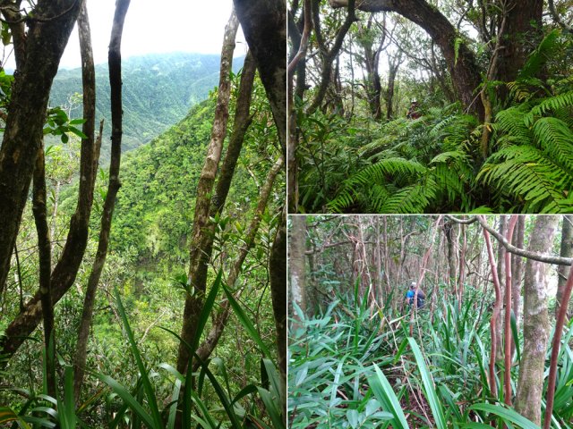 Très rares points de vue dans la descente au milieu des fougères et pailles sabres