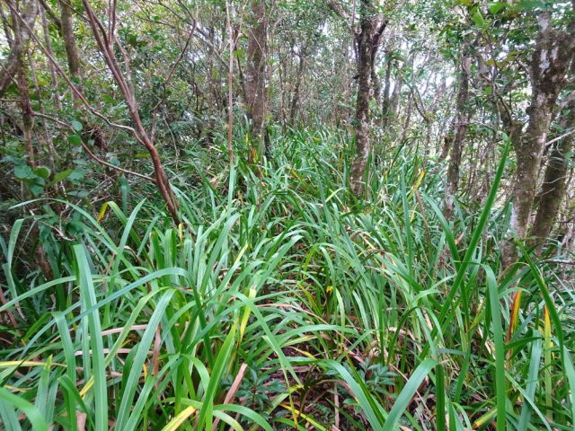 Impossible de se perdre sur le rein étroit à travers les pailles sabres