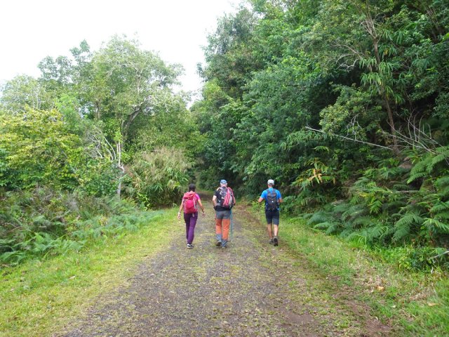Pente faible sur une piste agréable bordée de grands arbres