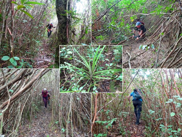 Le plus souvent, on doit marcher penché pour éviter les goyaviers eux-même penchés