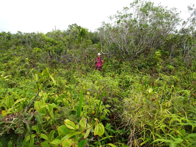 Les anciennes cultures sont désormais des champs de fougères et tabac bœuf