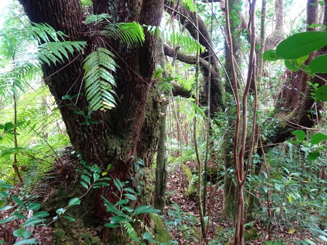 On rencontre des dizaines de splendides bois de remparts centenaires
