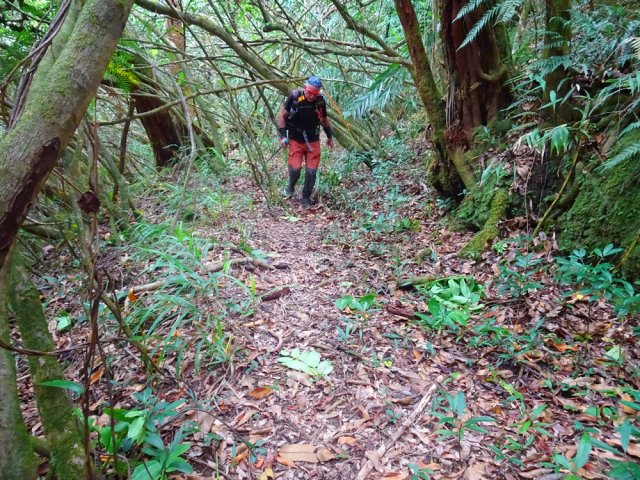 Ancien chemin charrette de plus en plus encombré de jamrosats