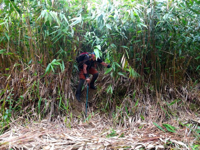 Le dernier mètre du sentier dans les bambous balais